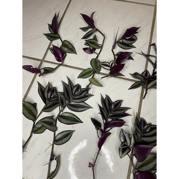 10 Wandering Jew Tradescantia Zebrina Plant Cuttings Purple plant 9-10” Long - Picture 2 of 2